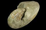 Fossil Nautilus (Aturia) - Boujdour, Morocco #130639-2